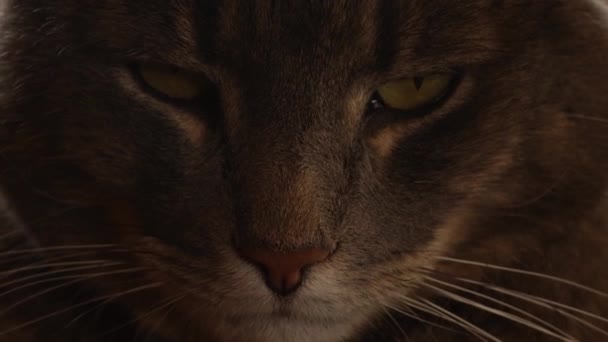 猫的近身放松 在索尼A7Iii和罗宁S上被枪杀 — 图库视频影像
