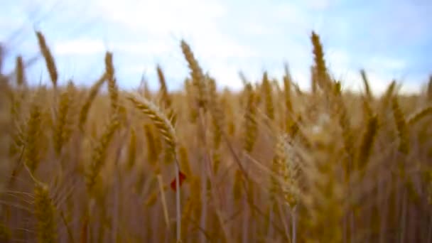 Камера Проходящая Через Готовый Урожай Зерна Пшеницы Яркий День Крупным — стоковое видео