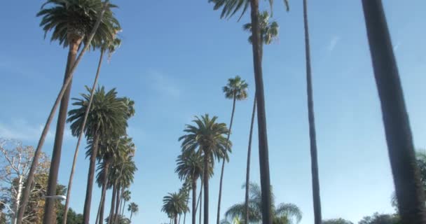 Hermoso Viaje Rodó Palmeras Los Ángeles Beverly Hills Día Soleado — Vídeo de stock