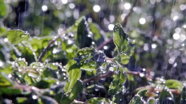 Primo Piano Pioggia Caduta Origano Pianta Foglie Giardino Illuminato Dal — Video Stock