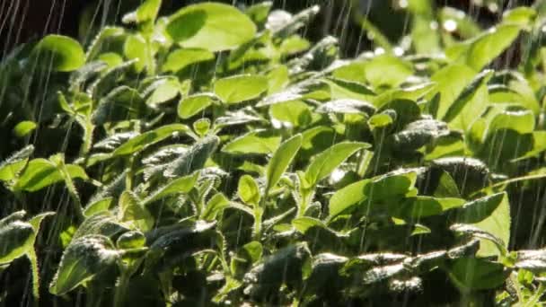 식물의 껍질을 Garden Lit Sun — 비디오