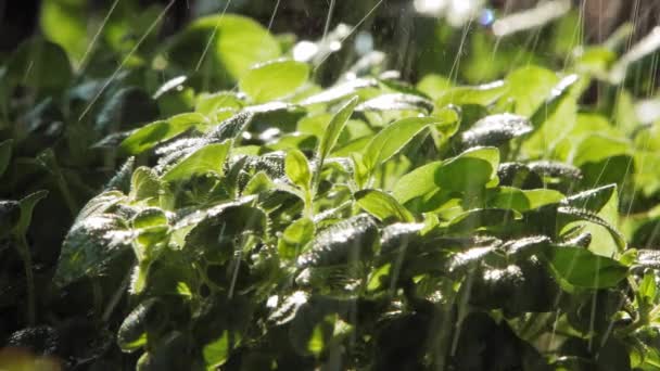 オレガノの植物の葉に降る雨の終わり後ろから太陽に照らされて庭に出る — ストック動画