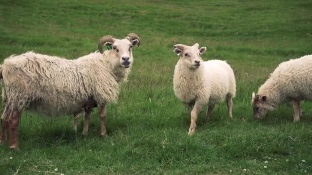 Jeunes Moutons Dans Nature Tourné Avec Sony A7Iii — Video