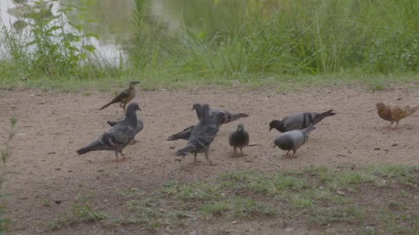 Group Pigeons Pecking Dirt Park — Stock Video