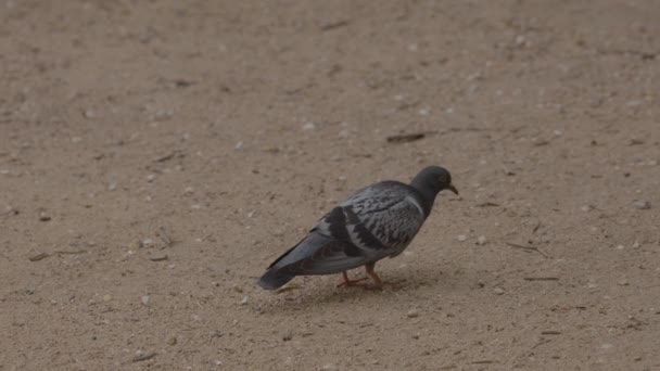 Pigeon Pecking Dirt Fps 1080 — Stock Video