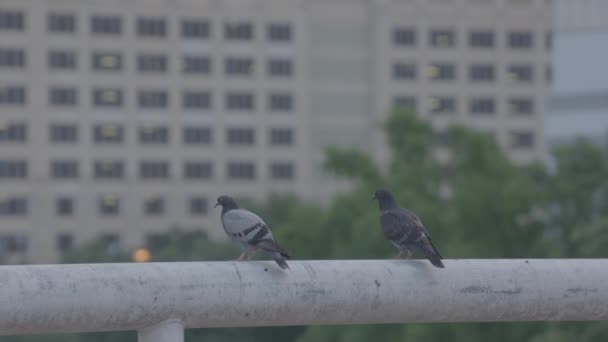两只鸽子站在停车场的栏杆上 — 图库视频影像