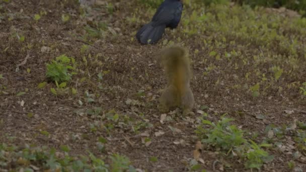 Ardilla Frente Pájaro Parque — Vídeos de Stock