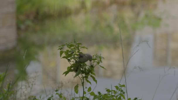 Pássaro Pequeno Comendo Baga Ramo Frente Lagoa — Vídeo de Stock