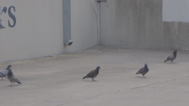Austin Teksas Otoparkta Yürüyen Güvercinler 1080 — Stok video