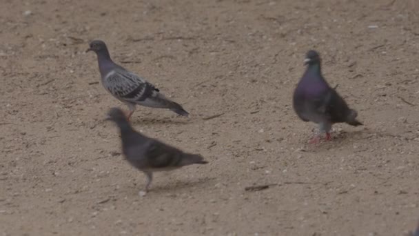 Palomas Corriendo Sobre Tierra Parque — Vídeo de stock