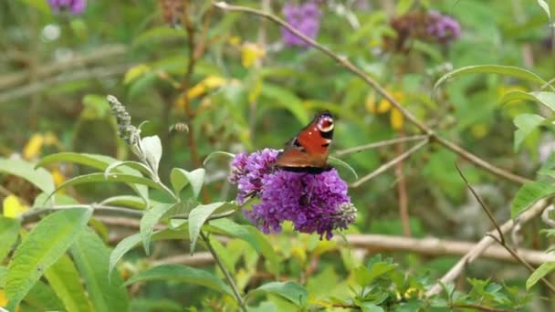 Peacock Butterfly Purple Flowing Bush Taking Nectar Flowers — Stock Video