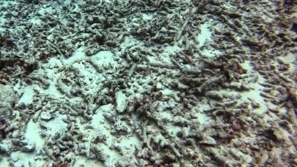 Corail Mort Sur Fond Sablonneux Raison Pollution Par Les Hydrocarbures — Video