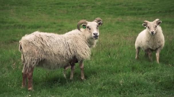Junge Schafe Freier Wildbahn Aufnahme Mit Sony A7Iii — Stockvideo