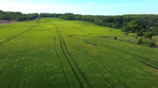 Aerial View Crop Field Blowing Wind Forest Background Rural Area — Stock Video