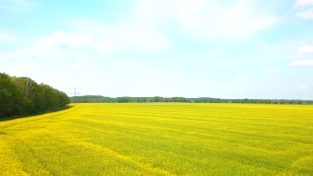 Luftaufnahme Eines Blühenden Rapsfeldes Mit Straße Und Strommast Hintergrund — Stockvideo