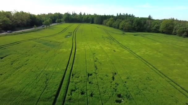 Luftaufnahme Von Getreidefeldern Die Wind Wehen Mit Wald Hintergrund Einer — Stockvideo