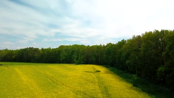 Widok Lotu Ptaka Kwitnące Pole Rzepakowe Obok Lasu Drogą Tle — Wideo stockowe