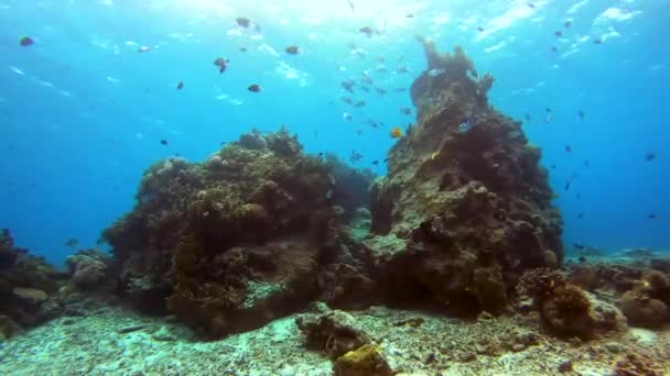 一群在珊瑚礁岩层周围游来游去的印度洋中士和热带鱼 低角度水下射击 — 图库视频影像