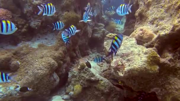 Escuela Sargento Indo Pacífico Nadando Través Formación Rocas Submarinas Mar — Vídeos de Stock