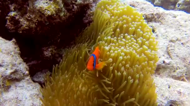 Tracking Shot Tomato Clownfish Anenomefish Nadar Juguetonamente Orange Wavy Coral — Vídeos de Stock