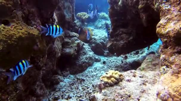 Indo Pazifik Feldwebel Schwimmt Durch Felsformation Tomaten Clownfische Sehen — Stockvideo