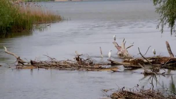 Sebuah Kapal Pesiar Berenang Melalui Kanal Heron Kecil Putih Lepas — Stok Video