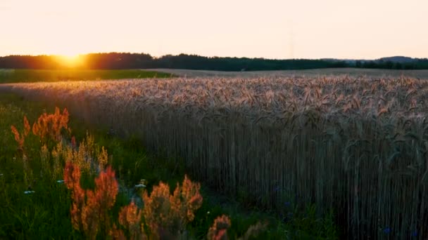 日出时的金色田野 摄像机从下到上平稳地移动 远处的青草和树木在布景上也看得见 — 图库视频影像