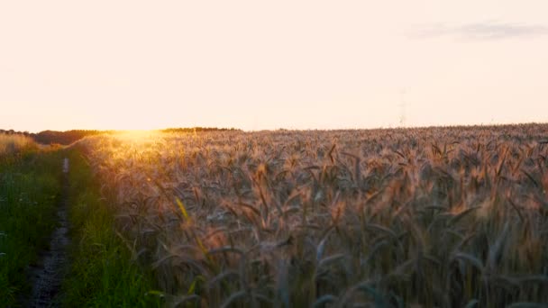 Tarwe Goudveld Bij Zonsondergang Oranje Zon Soepele Beweging Van Camera — Stockvideo