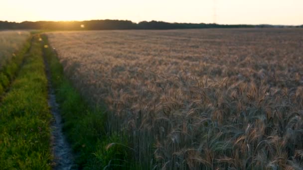 Langzame Beweging Tarwe Gouden Veld Zonsondergang Met Uitzicht Het Gouden — Stockvideo