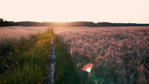 スローモーション 麦畑だ 穀物の黄金のフィールドとフィールドパスのビューで日没 水平線には炎が見える フィールド間の緑のパス — ストック動画