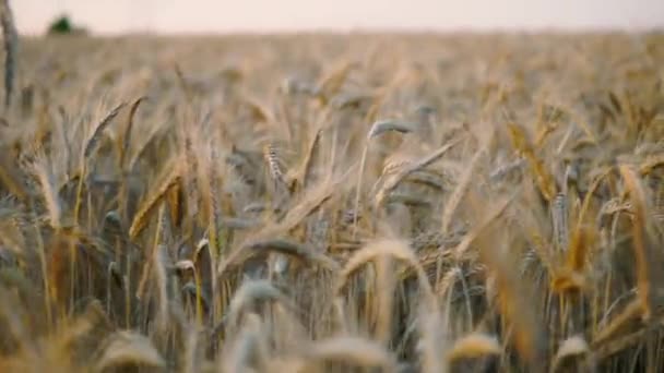 Reifung Des Getreides Vor Der Ernte Große Fokustiefe Auf Das — Stockvideo