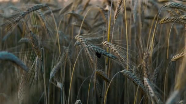 Zoom Dalla Fotocamera Dall Insetto Seduto Sull Orecchio Del Grano — Video Stock