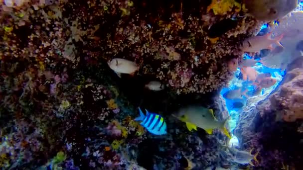 Angry One Spot Snapper Met Scherpe Tanden Zwemmen Onderwater Coral — Stockvideo