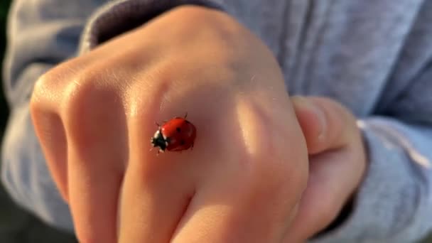 Kırmızı Uğur Böceği Doğal Işıklandırmayla Küçük Bir Yumruğun Üzerinde Sürünüyor — Stok video