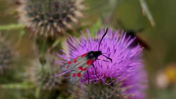 Egy Hatpöttyös Fekete Piros Brit Burnet Moth Mászik Egy Bogáncson — Stock videók