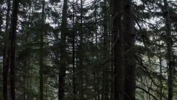 Shot Moving Sideways Middle Pine Forest Trees — Stock Video