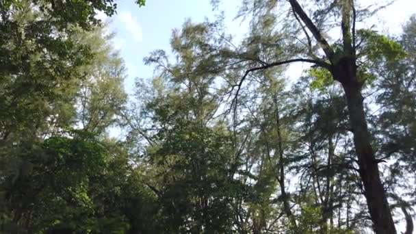 Landschap Panning Uitzicht Zee Dennenboom Met Langzaam Camera Panning Zomer — Stockvideo