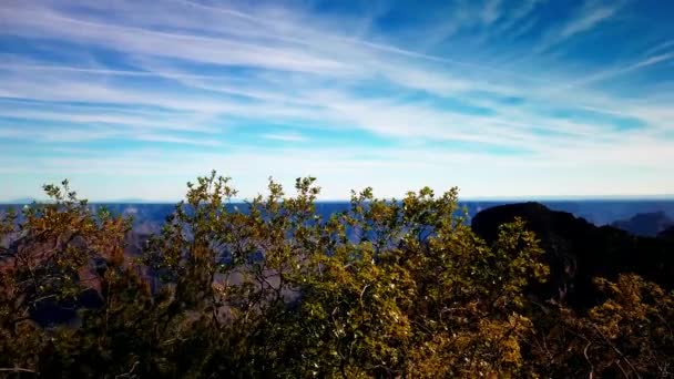 Timelapse Árbol Borde Norte Con Gran Cañón Fuera Foco Fondo — Vídeos de Stock