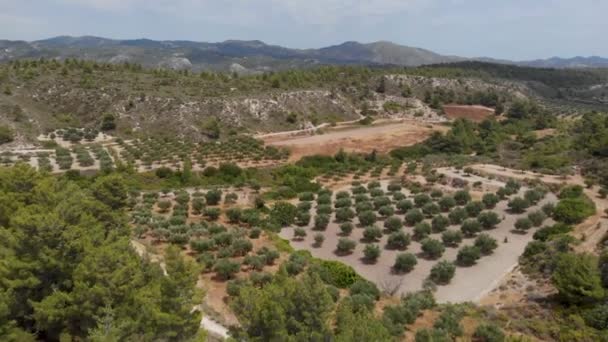 Hermosa Aérea Plantación Olivos Por Encima Increíble Paisaje Grecia — Vídeo de stock