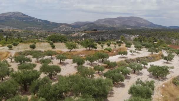 Aerial Létání Nad Krásnou Plantáží Olivovníku Jižní Evropě — Stock video