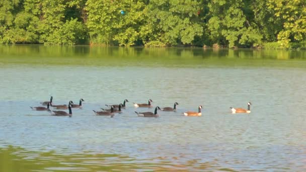 Central Park Manhattan View Swimming Group Duck — Stock Video