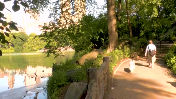 Pohled Central Park Zevnitř Běžící Lidi Vtipkující Manhattan New York — Stock video