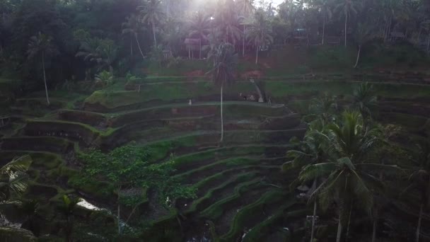 Drone Shot Pánve Dolů Odhaluje Mnoho Krásných Rýžových Teras Bali — Stock video