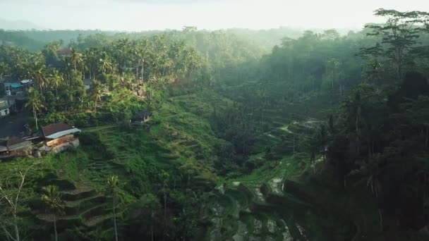Shot Drone Cinematic Terbang Melalui Teras Beras Tagellalang Ubod Bali — Stok Video