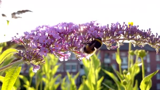 Μια Μέλισσα Erdhummel Bombus Terrestris Που Σέρνεται Πάνω Από Λουλούδι — Αρχείο Βίντεο