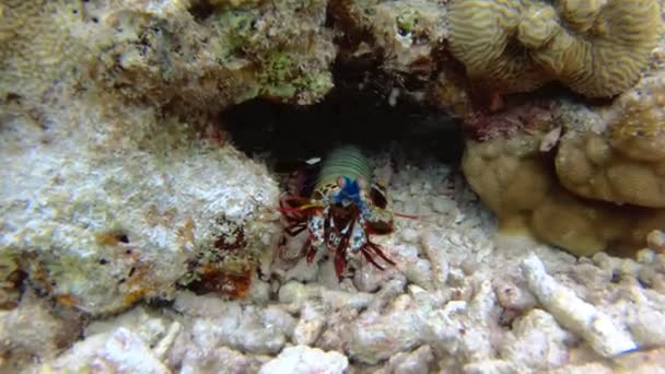 Colorful Peacock Mantis Shrimp Dances Retreating Cave Away Predators — Stock Video