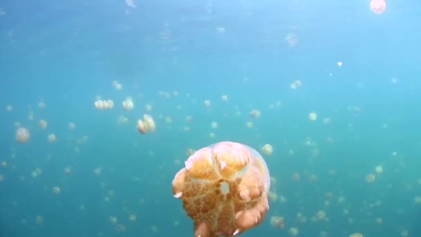 Χρυσές Μέδουσες Mastigias Papua Etpisonii Παλλόμενες Μια Απομονωμένη Θαλάσσια Λίμνη — Αρχείο Βίντεο