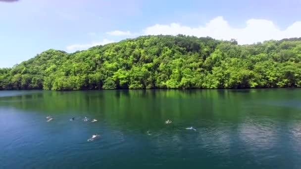 Vista Aerea Sul Lago Delle Meduse Con Gente Che Nuota — Video Stock