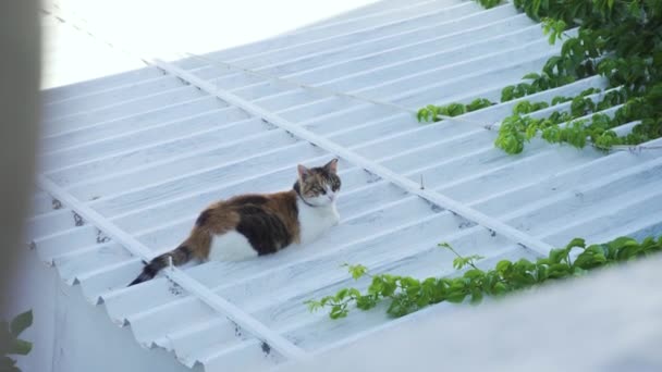 Cute Cat Relaxing White Roof Shadow Looks Curious — Stock Video