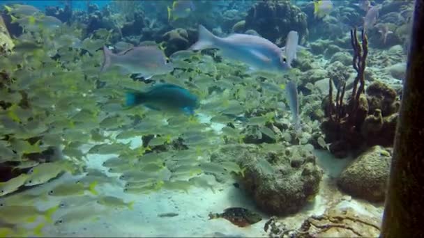 Flock Small Tropical Reef Fish Coral Reef Fish — Stock Video